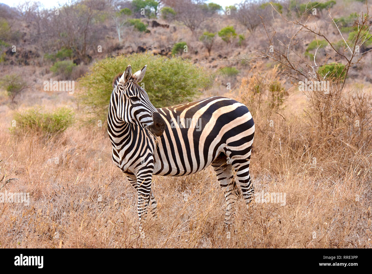 Vista di una zebra in piedi in una savana tra arbusti in Africa di Tsavo National Park in Kenya Foto Stock