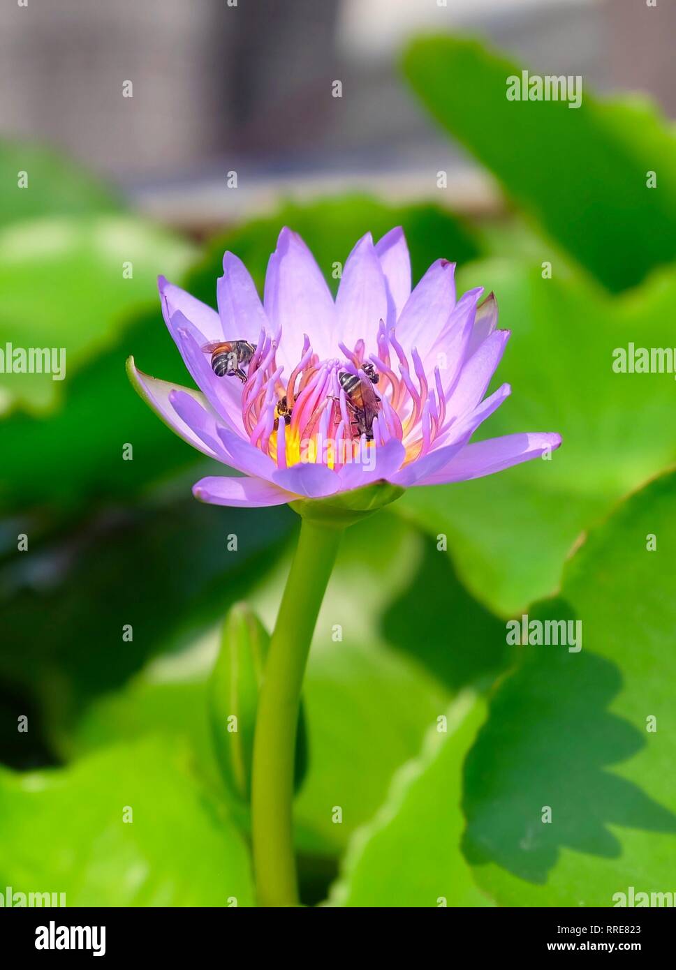 Bel Fiore, il luminoso e bello di una rosa giglio di acqua o fiore di loto con il miele delle api. Foto Stock
