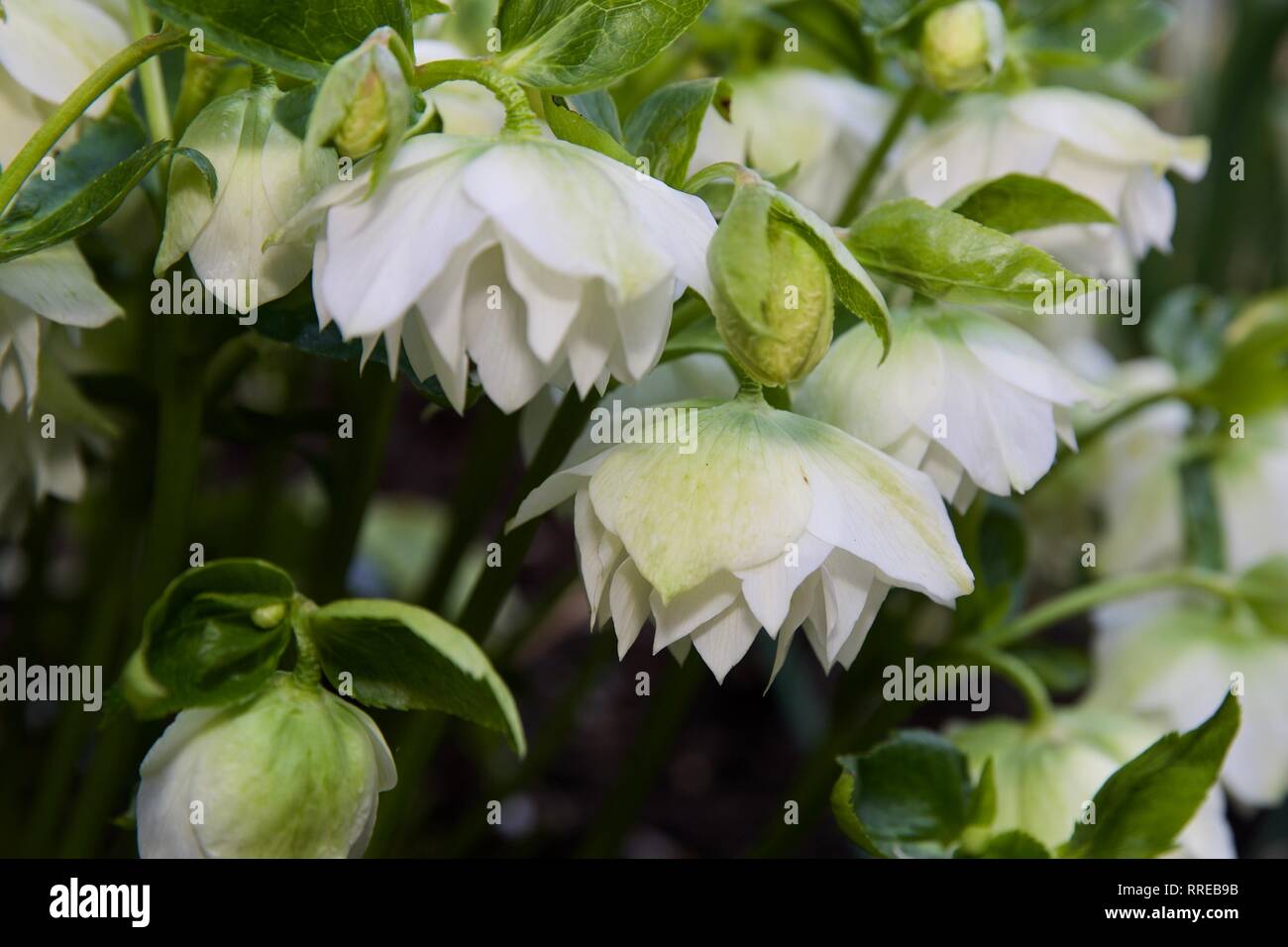 Veratro nero, rosa di natale, l'elleboro Foto Stock