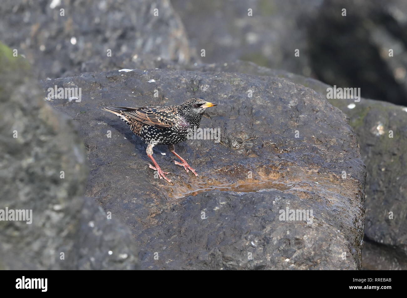Starling comune avente un drink Foto Stock