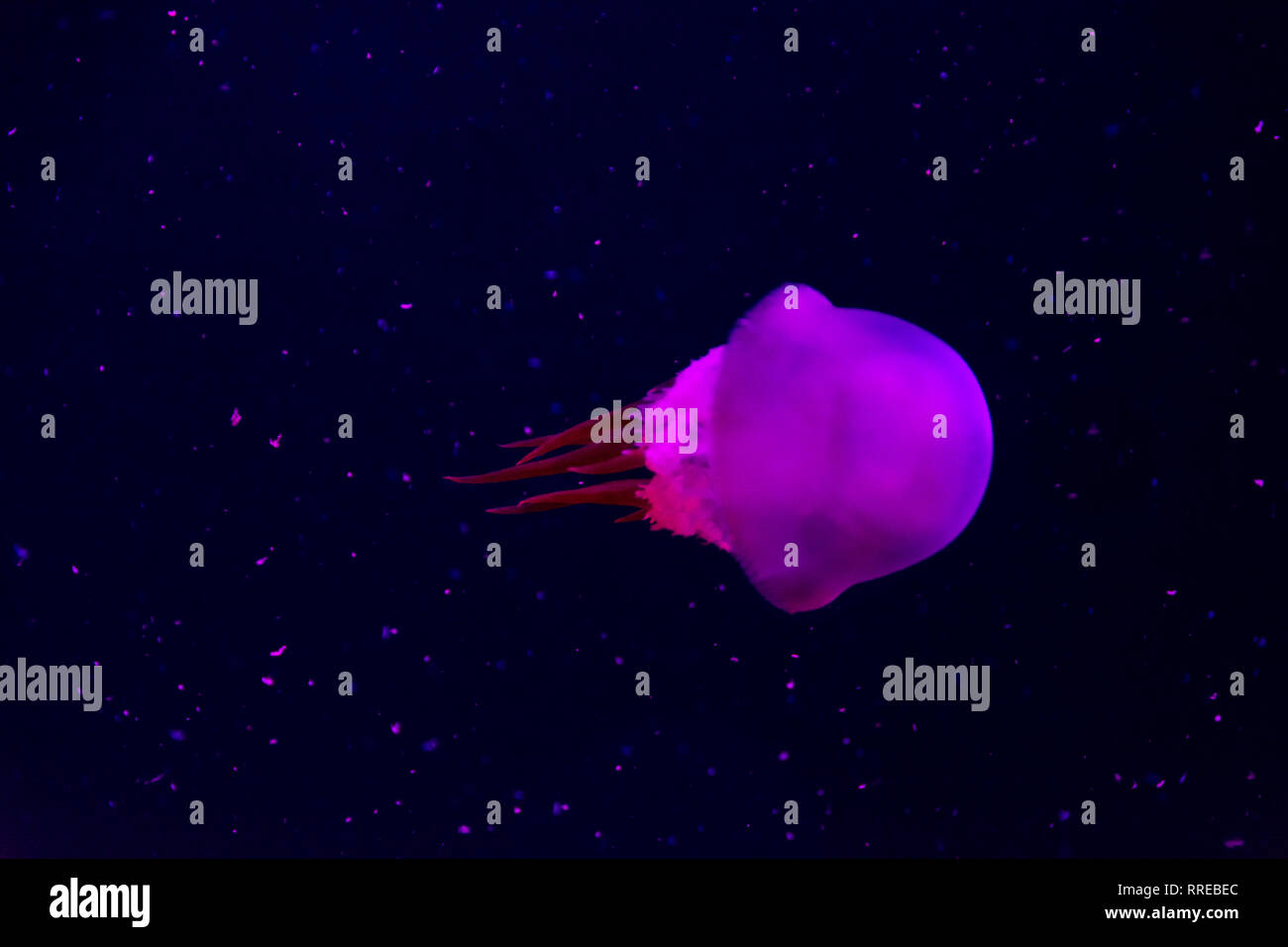 Medusa Foto Stock