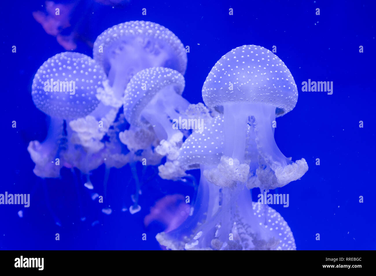 Medusa Foto Stock