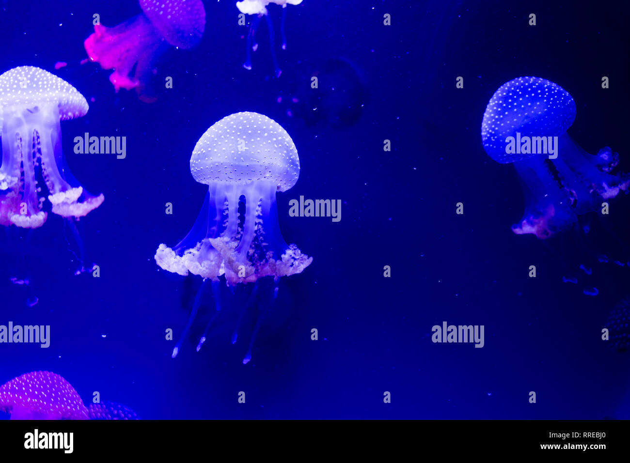 Medusa Foto Stock