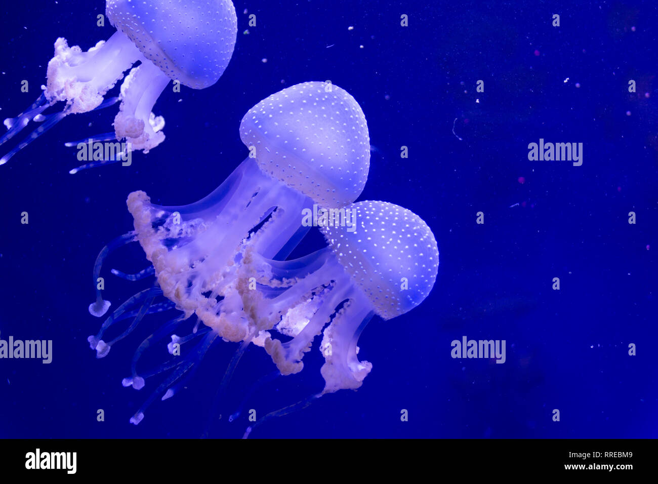 Medusa Foto Stock