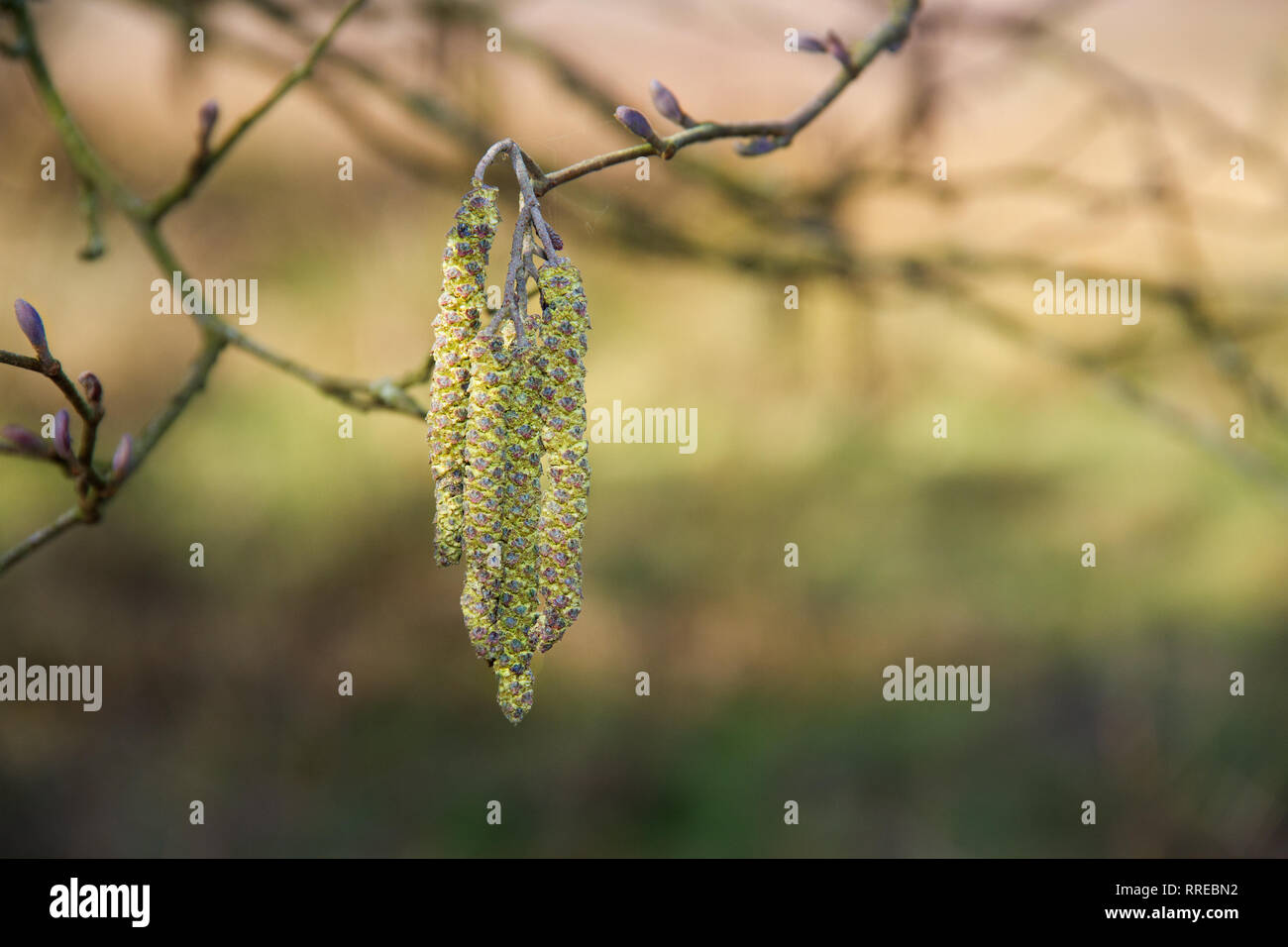 Amenti maschili di betulla Foto Stock