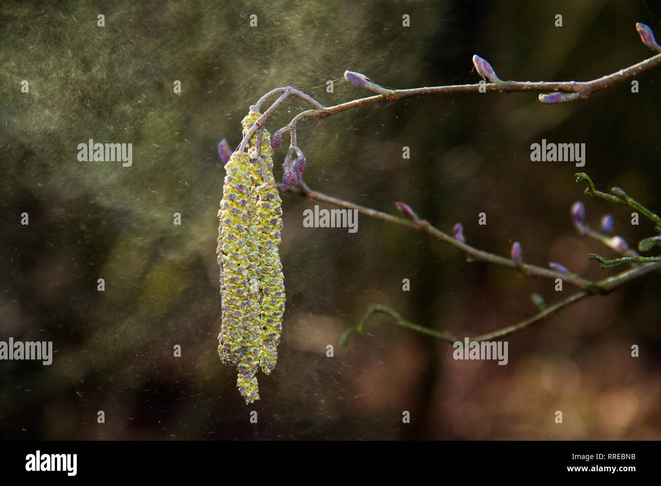 Amenti maschili di una betulla rilasciando una nuvola di polline Foto Stock