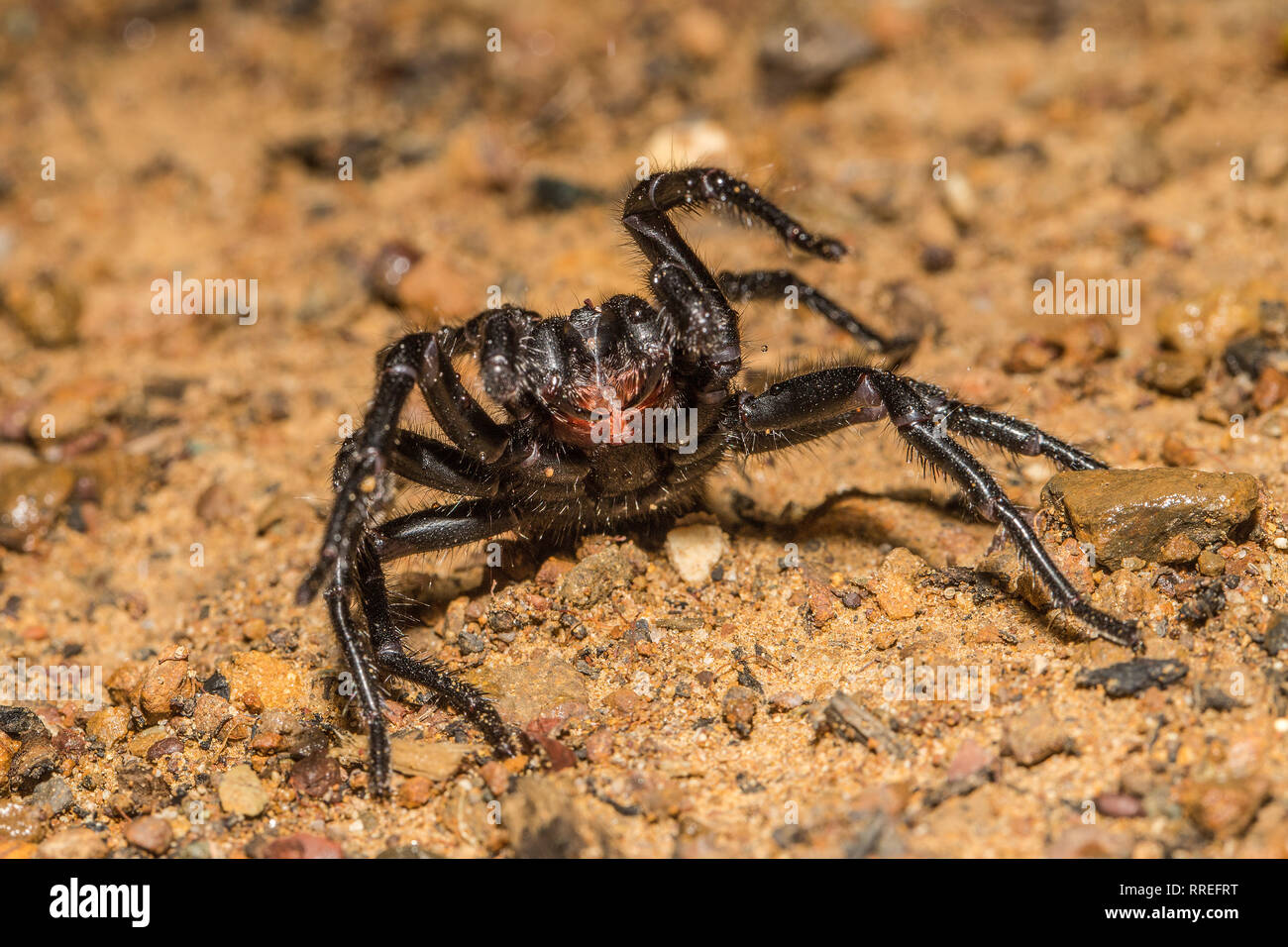 Imbuto-web spider Foto Stock