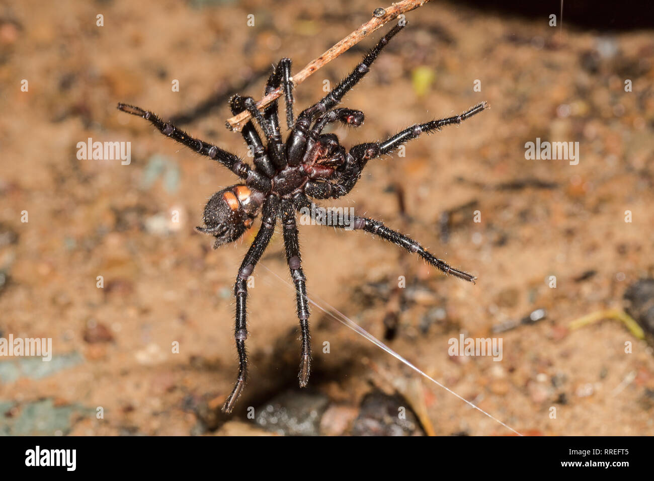 Imbuto-web spider Foto Stock