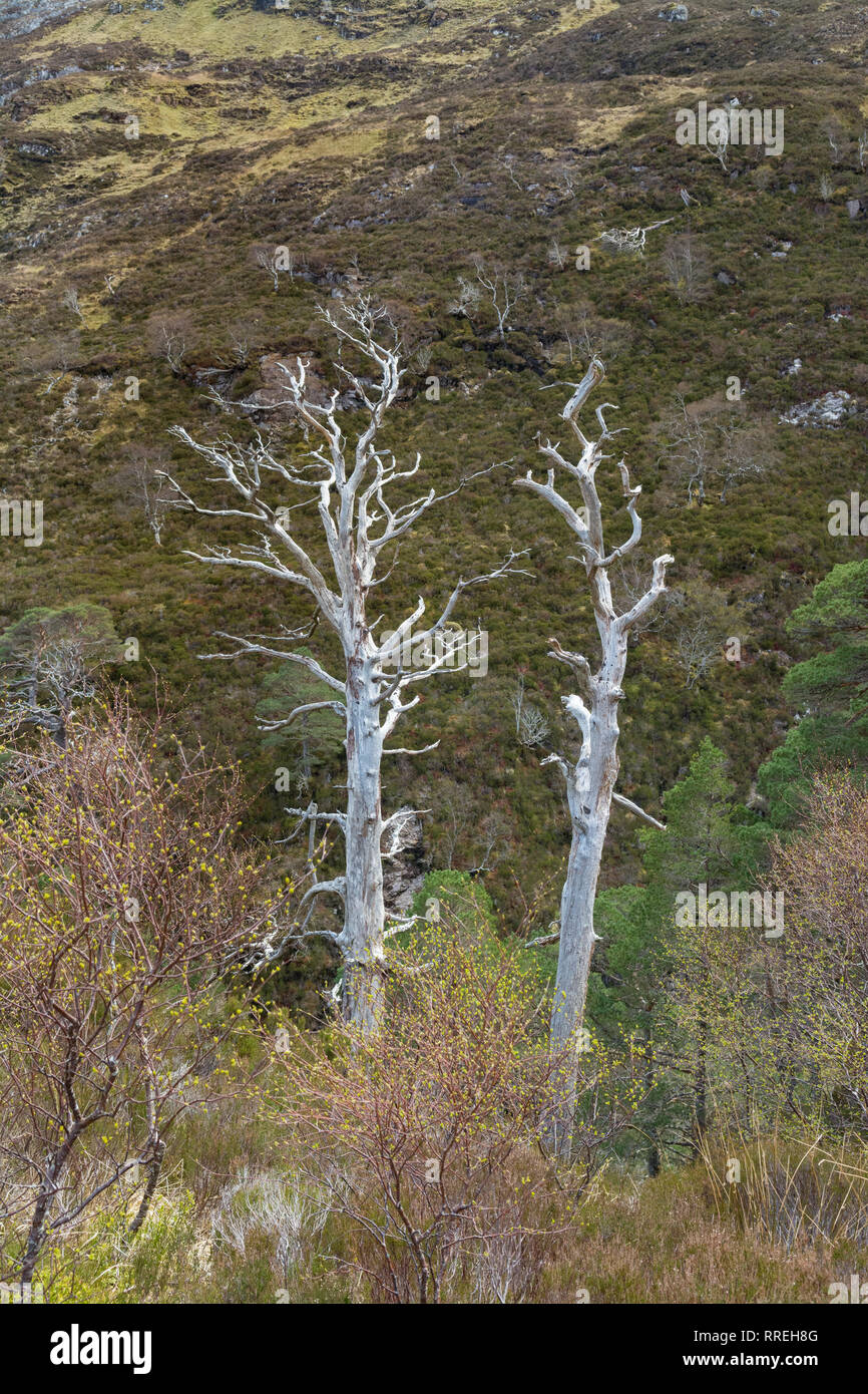 Morto di pino silvestre - Pinus sylvestris - i resti delle antiche Caledonian pine forest - Beinn Eighe Riserva Naturale Nazionale, Highlands scozzesi, REGNO UNITO Foto Stock