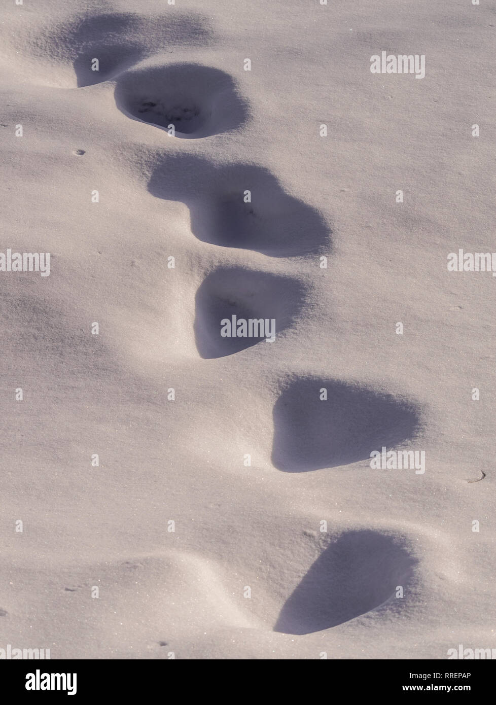 Orme nella neve Foto Stock