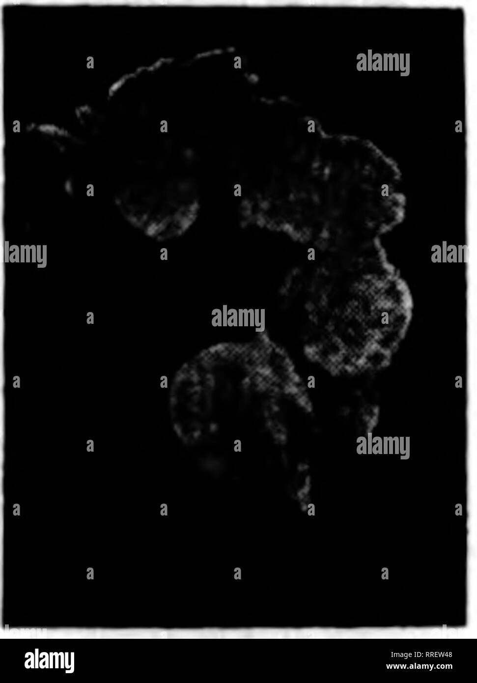 . Fioristi' review [microformati]. Floricoltura. J'.'^- y- ?&GT;? M^^v/k' -y ?'/.,:' ^ ^} 'io ho ^' alcuni insetti aspirante ingrandite. Cosa succo THRIP n. 2 Farà OHSYSANTHEMUMS SU LUNGHI ISI.e. Il sig. Benjamin Hammond, Beacon, N. Y. Woodside, L. I., N. Y., 20 ott. 1913. Egregio Signore: trovo il vostro succo Thrlp n. 2 una buona cosa usare su Chrysanthe- mamme. Siete gentilmente pregati di inviare al progetto di legge per l'ultimo gallone spedito e obbligano, cordialmente. (Firma) VICTOR S. DOEVAL FIGLI. THEIPS sui garofani. "Caro Sig. Editor: Si prega di consigliare come risolvere il problema che colpisce Carna- tion gemme inviato sotto copertura separata. Ka Foto Stock