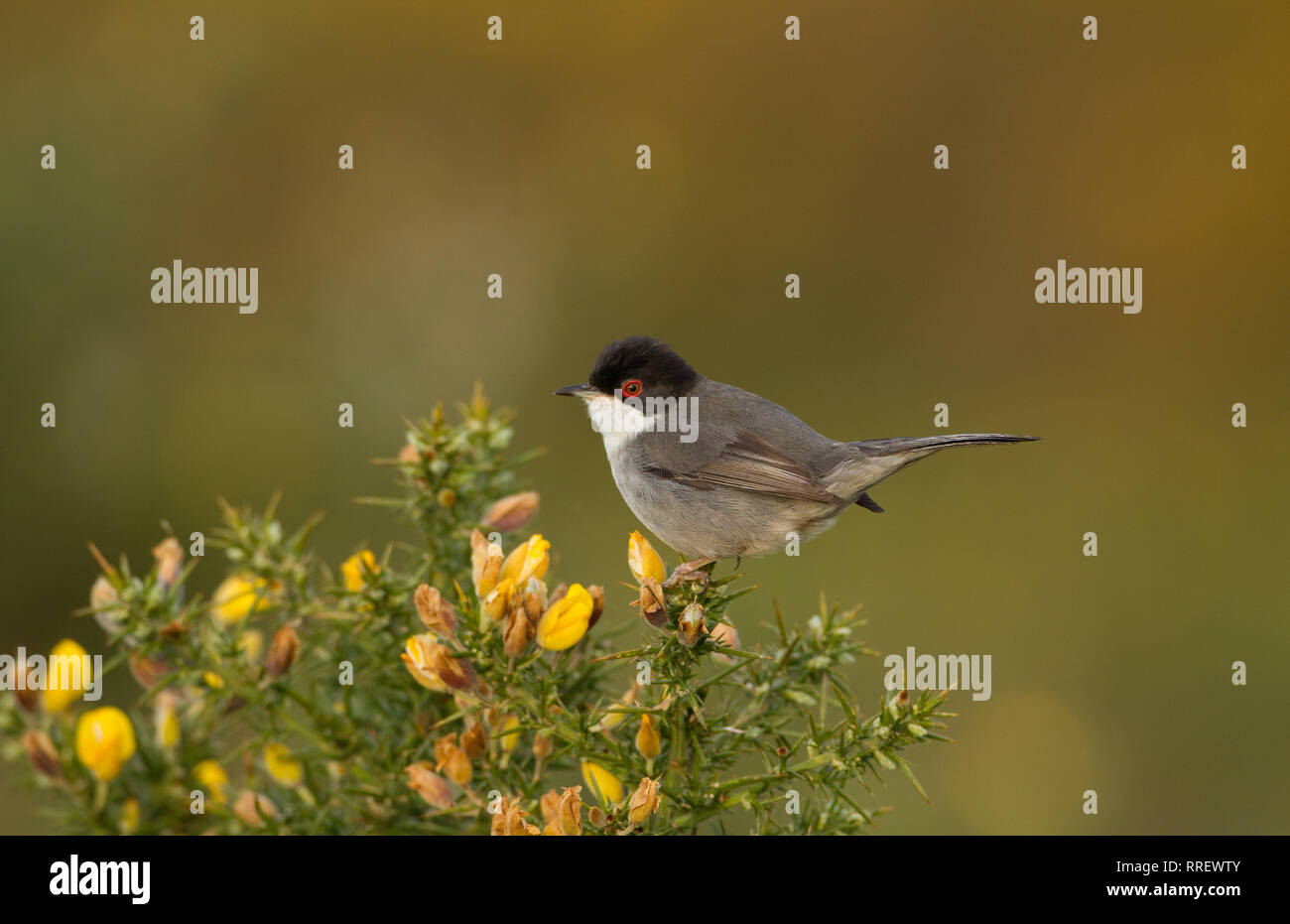 Trillo sardo (Sylvia melanocephala) nel Oyambre parco naturale, Cantabria (Spagna) Foto Stock