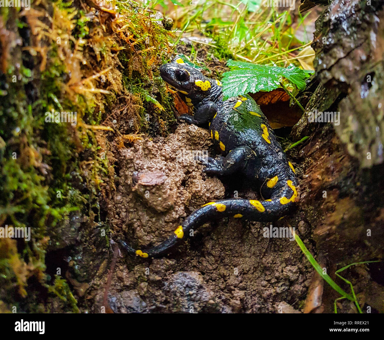 Salamandra pezzata Foto Stock