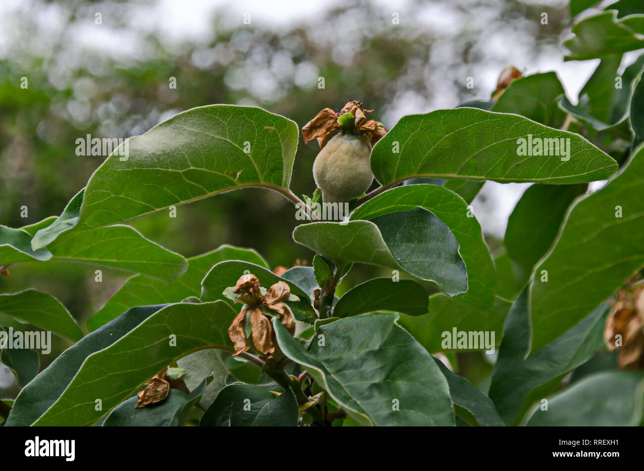 Ramo di mela cotogna-tree con nuovi frutti verdi closeup, Drujba, Sofia, Bulgaria Foto Stock