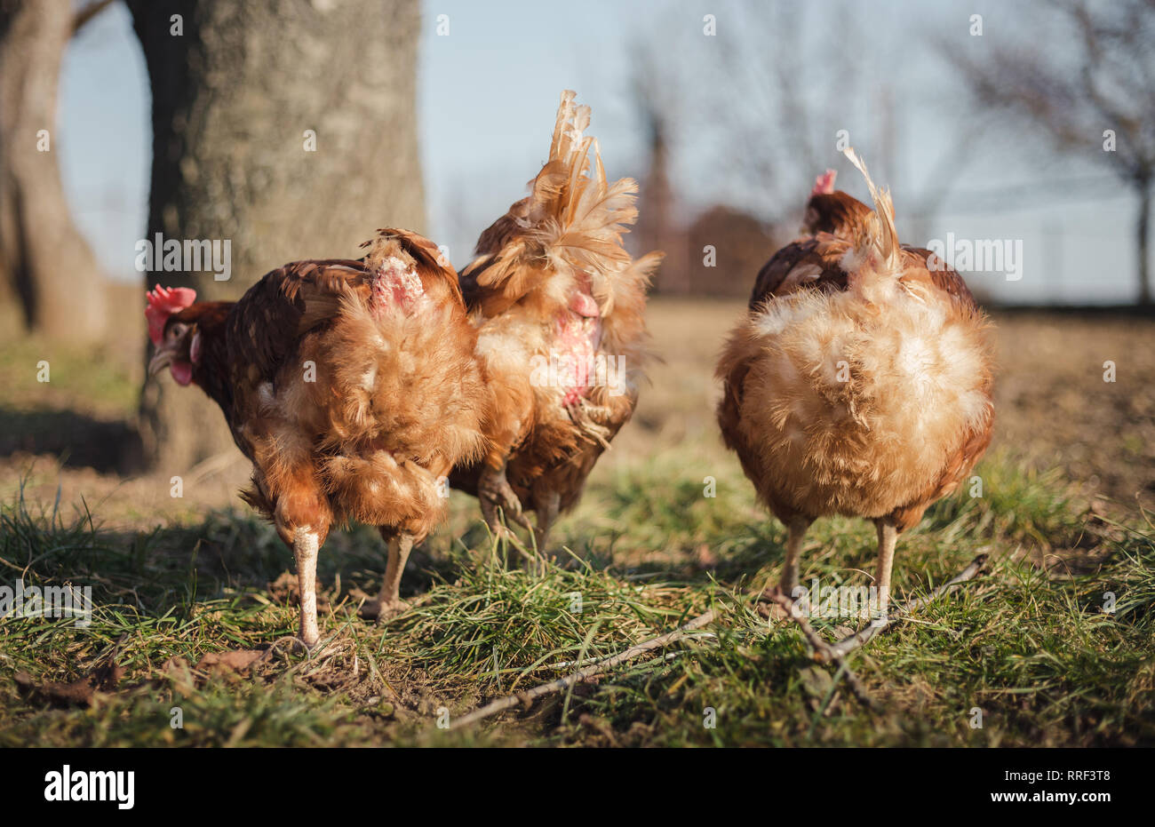 Gruppo di alimentazione galline sul cantiere di granaio sul tramonto. Brown galline in cerca di cibo nel cortile di fattoria. I polli in piedi e camminare su erba verde nella primavera del tempo. Foto Stock