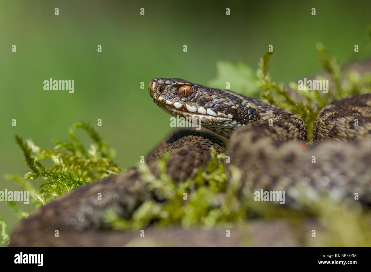 La fauna selvatica foto di serpenti velenosi in Repubblica Ceca Foto Stock
