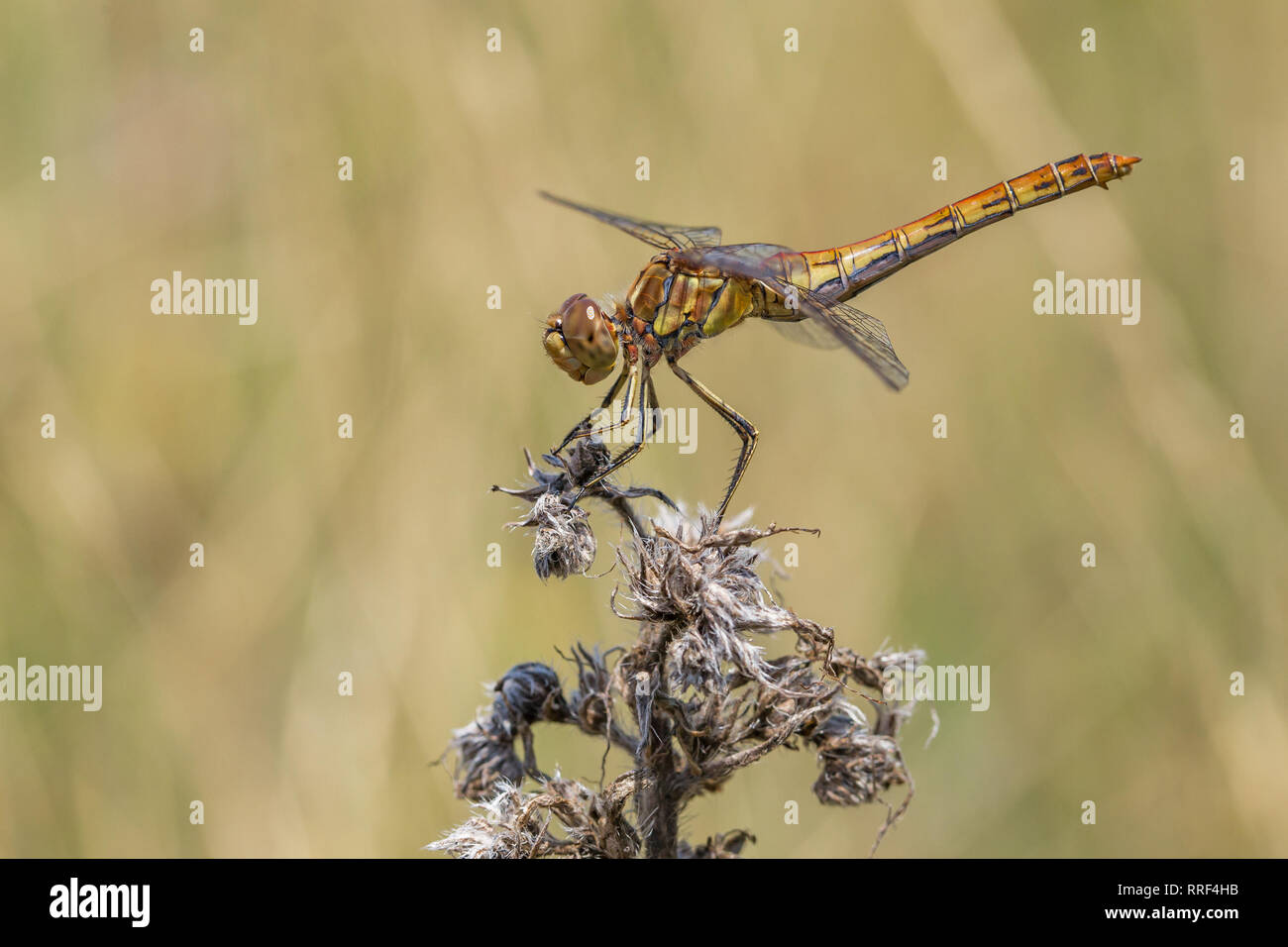La fauna selvatica foto macro del giallo europeo libellula Foto Stock