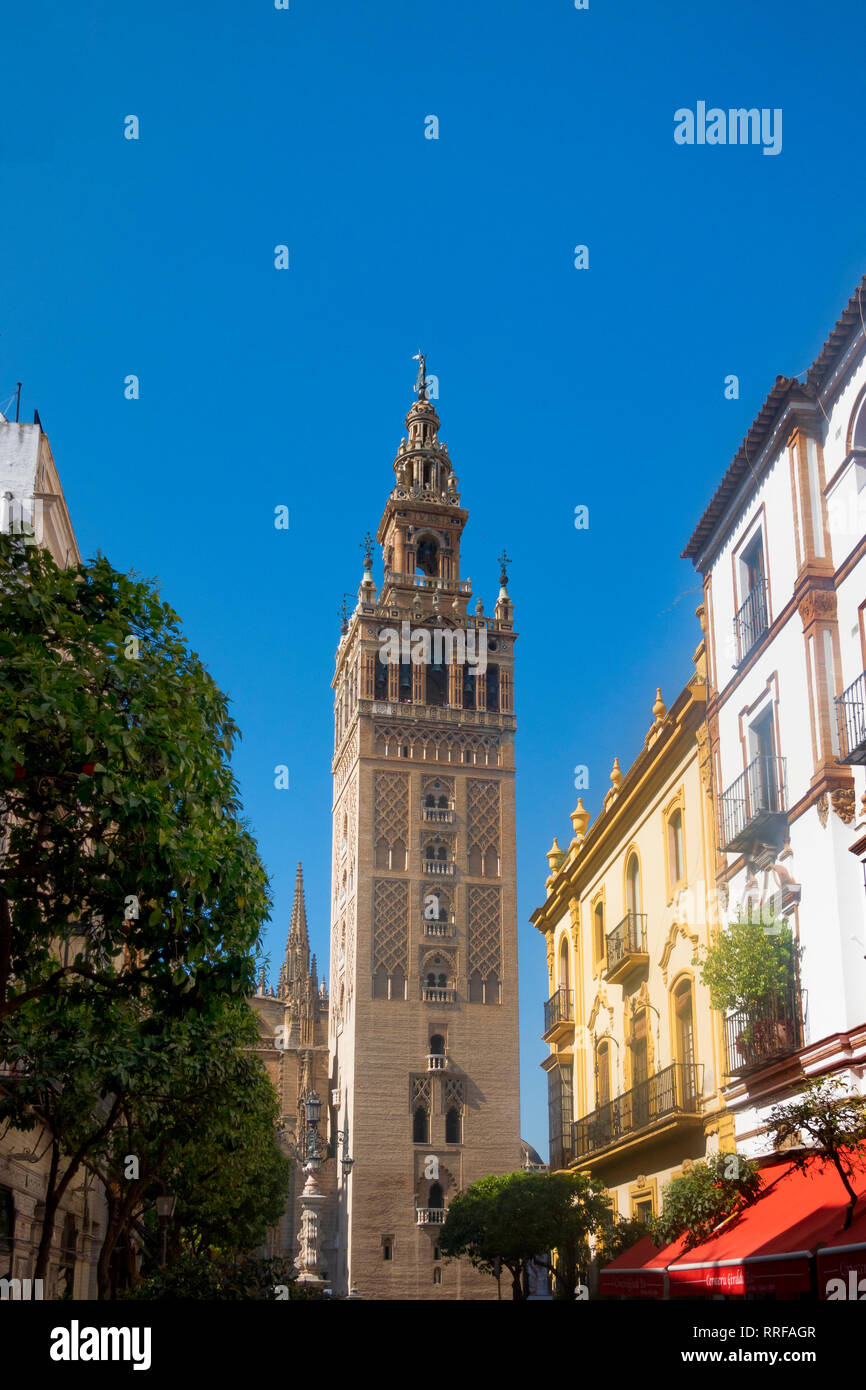 La torre Giralda e la Cattedrale di Santa Maria del vedere o la Cattedrale di Siviglia Foto Stock