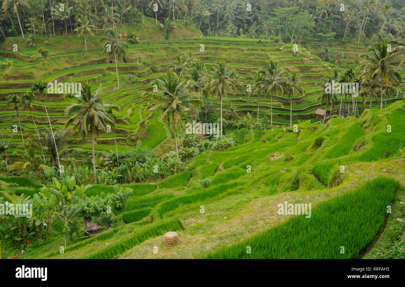 I campi di riso, Bali, Indonesia Foto Stock