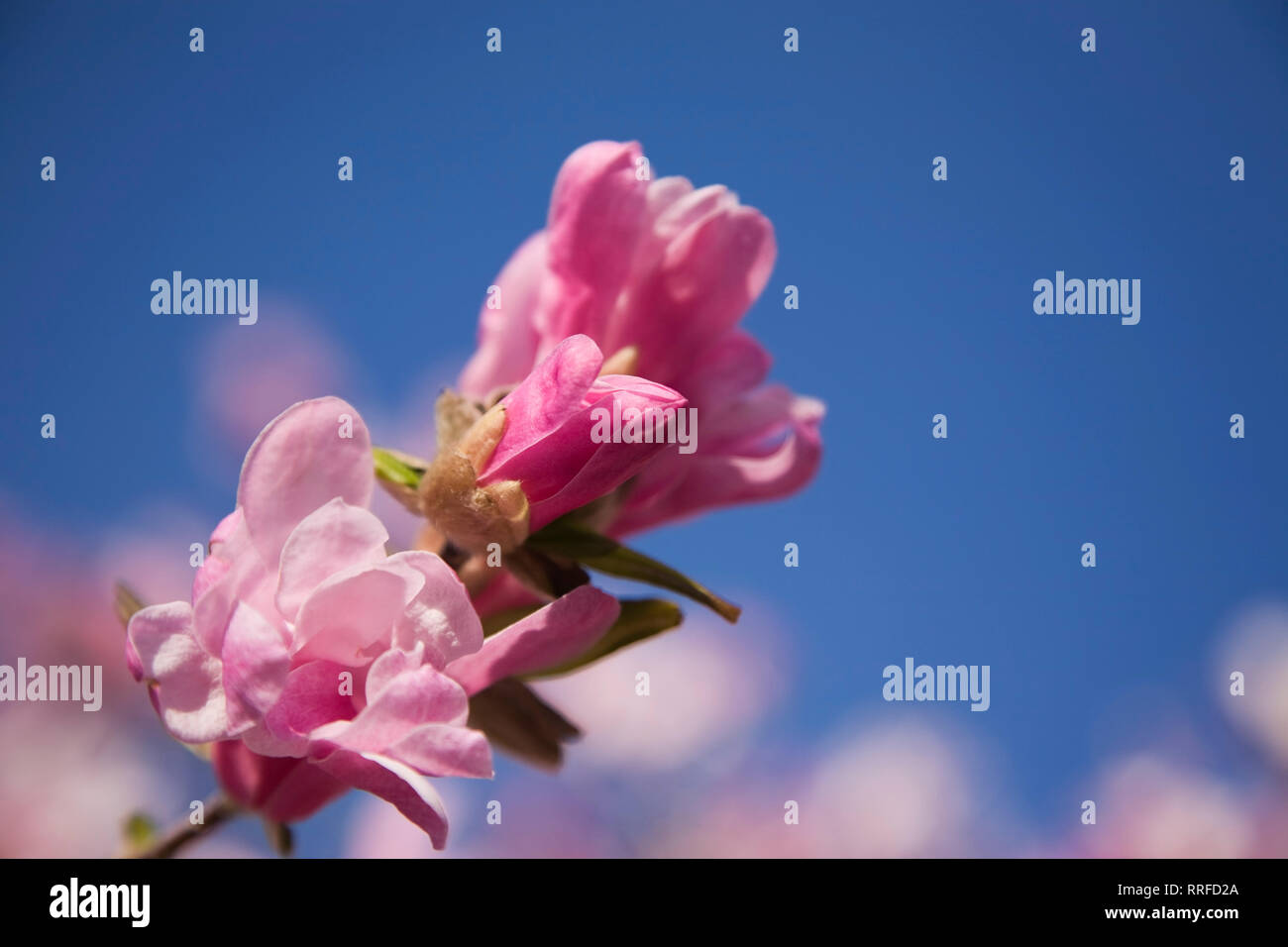 Close-up di rosa albero di Magnolia fiori in primavera Foto Stock