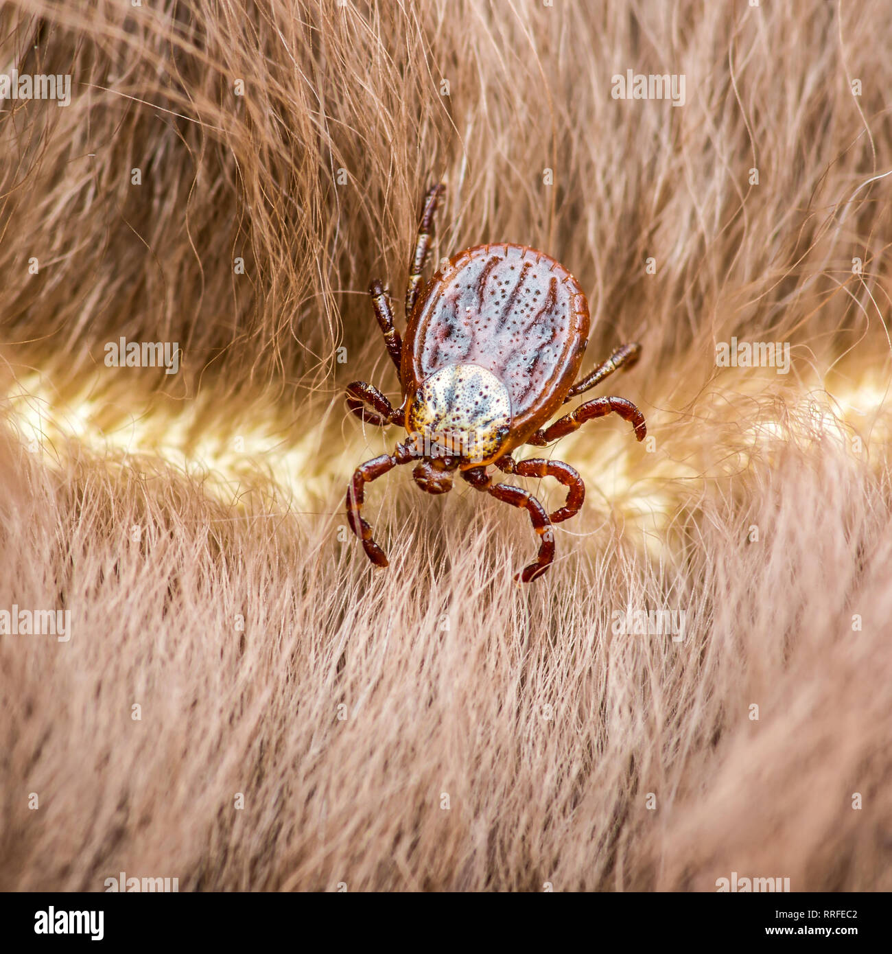 Virus dell'encefalite o malattia di Lyme infettati Dermacentor Tick aracnide insetto sul pelo di animali Foto Stock