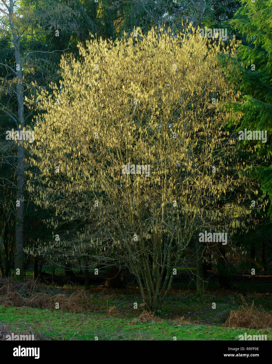 Comune di nocciolo Corylus avellana con ramoscelli in primavera. Foto Stock