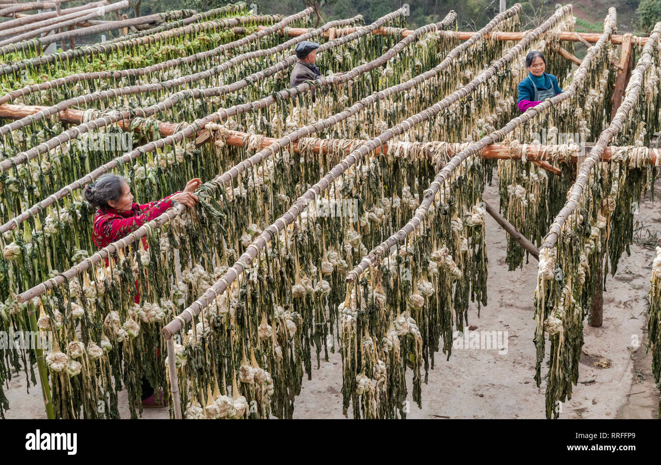 Chongqing, Chongqing, la Cina. Il 25 febbraio, 2019. Chongqing Cina-contadini processo verdure salate nel sud-ovest ChinaÃ¢â'¬â"¢s Chongqing Credito: SIPA Asia/ZUMA filo/Alamy Live News Foto Stock