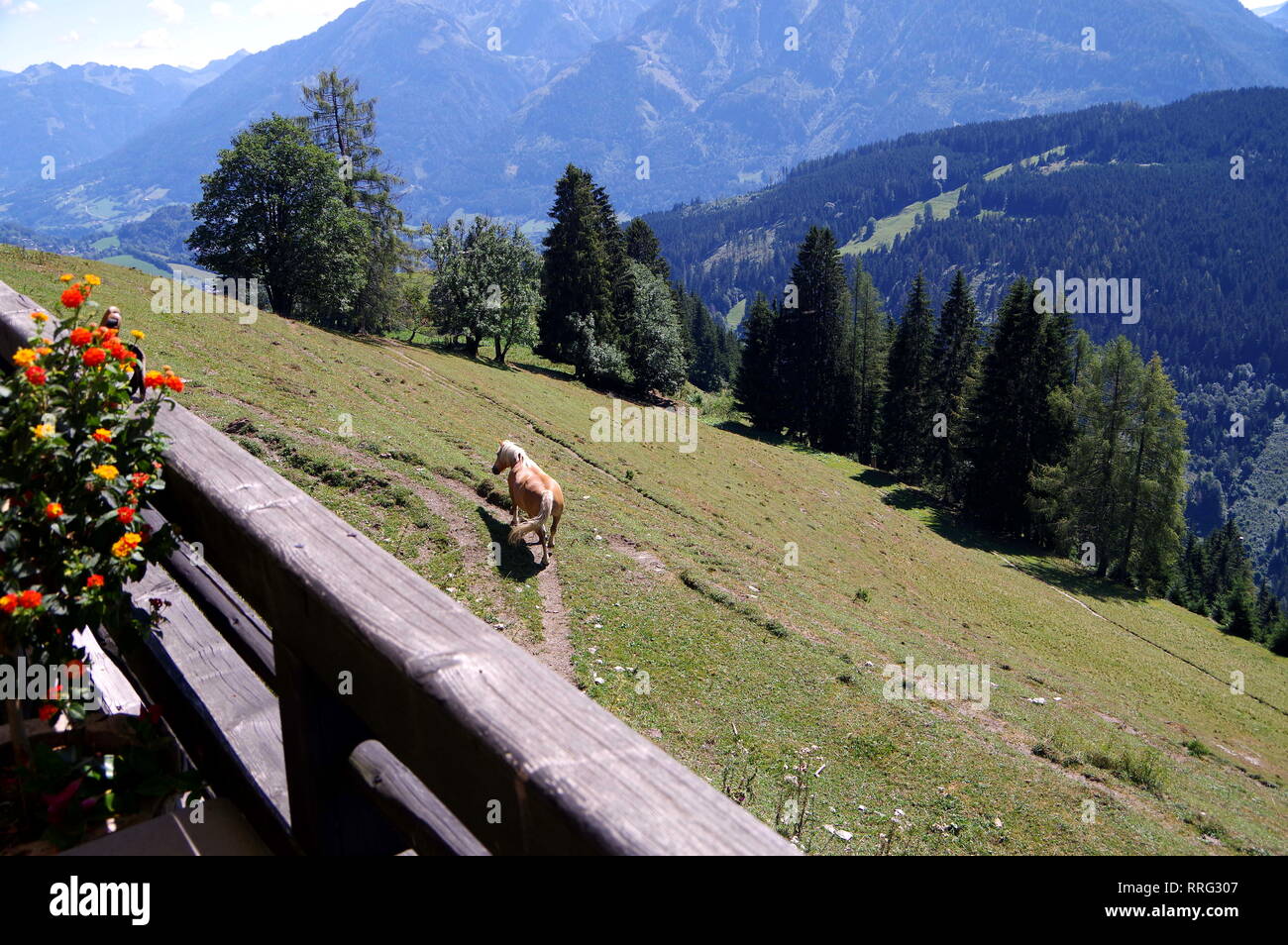Paesaggio maestoso in Austria con le montagne e boschi e prati Foto Stock