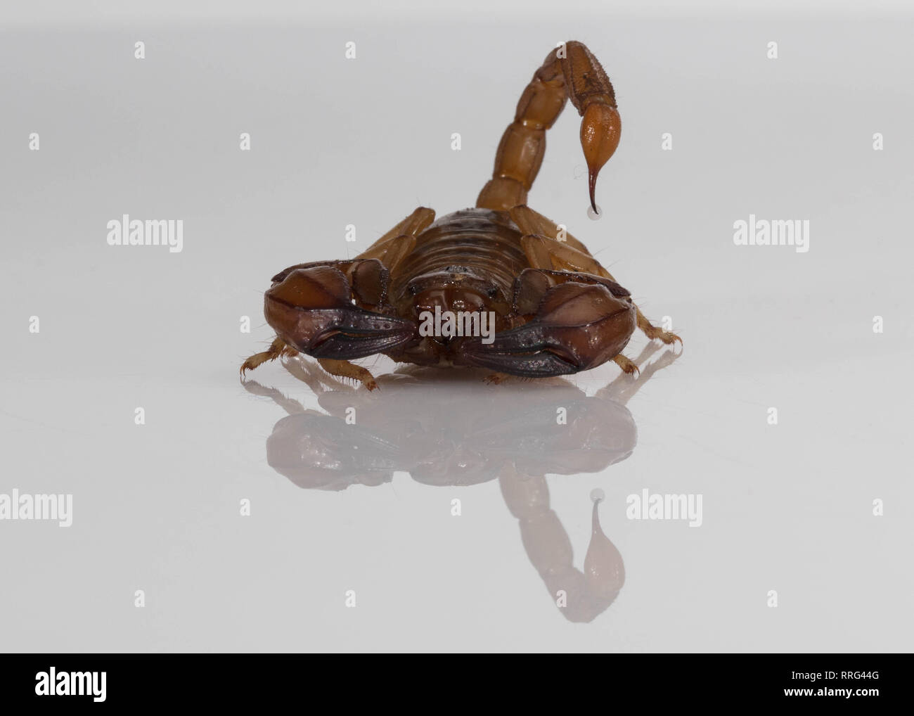 Australian Scorpion con il veleno delle luci di coda Foto Stock