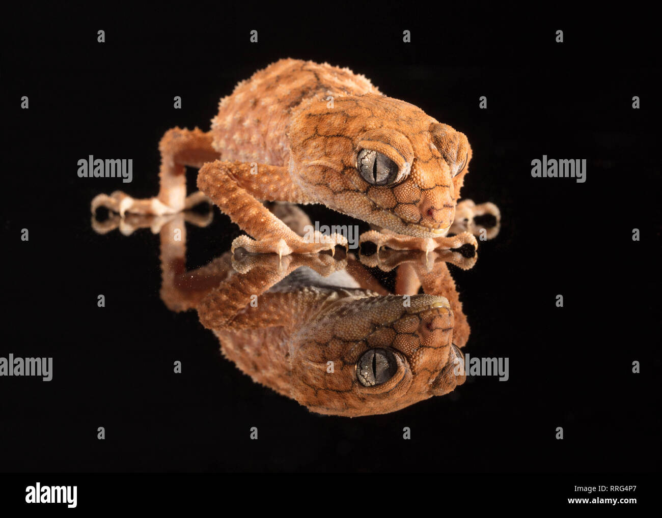 Australian ruvida Gecko Knobtail con la riflessione Foto Stock
