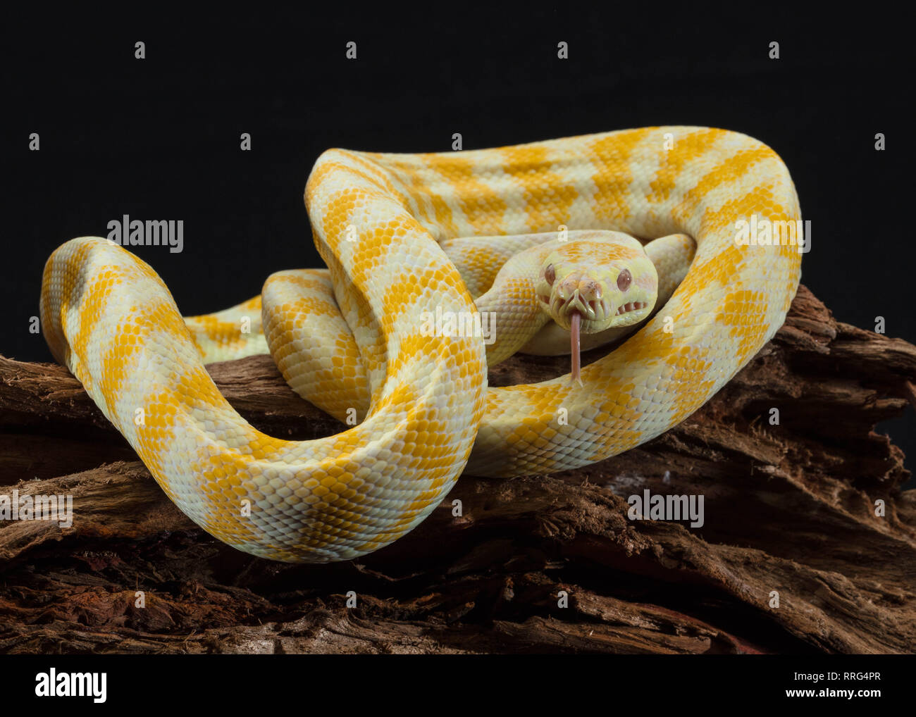 Tappeto di Darwin Python Albino con la lingua di fuori Foto Stock