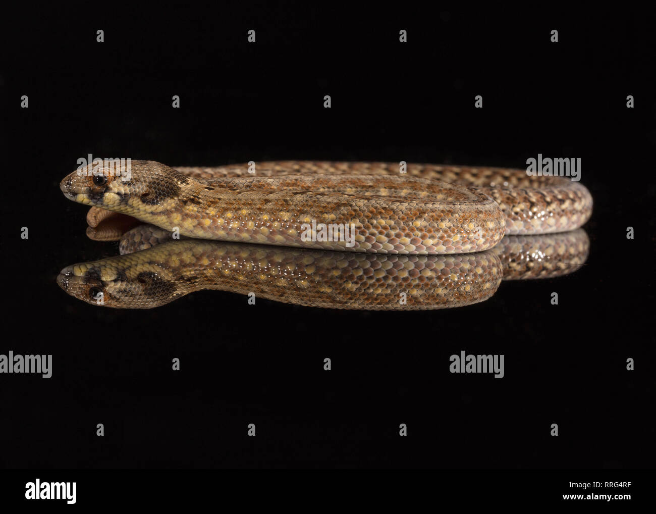 Orientale Scaly-Foot incappucciati Legless Lizard Foto Stock