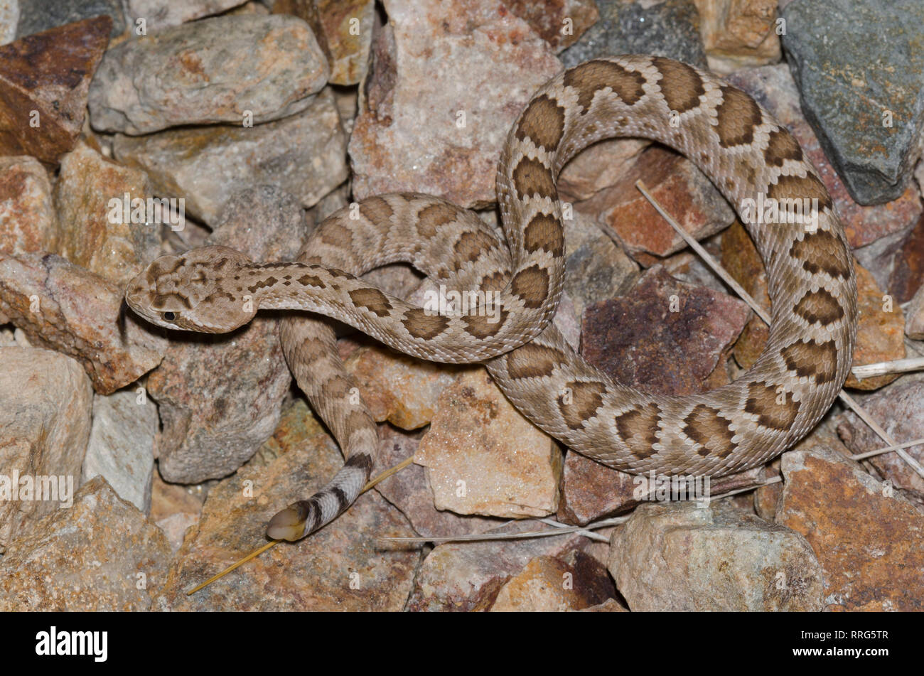 Rattlesnake Mohave, Crotalus scutulatus Foto Stock