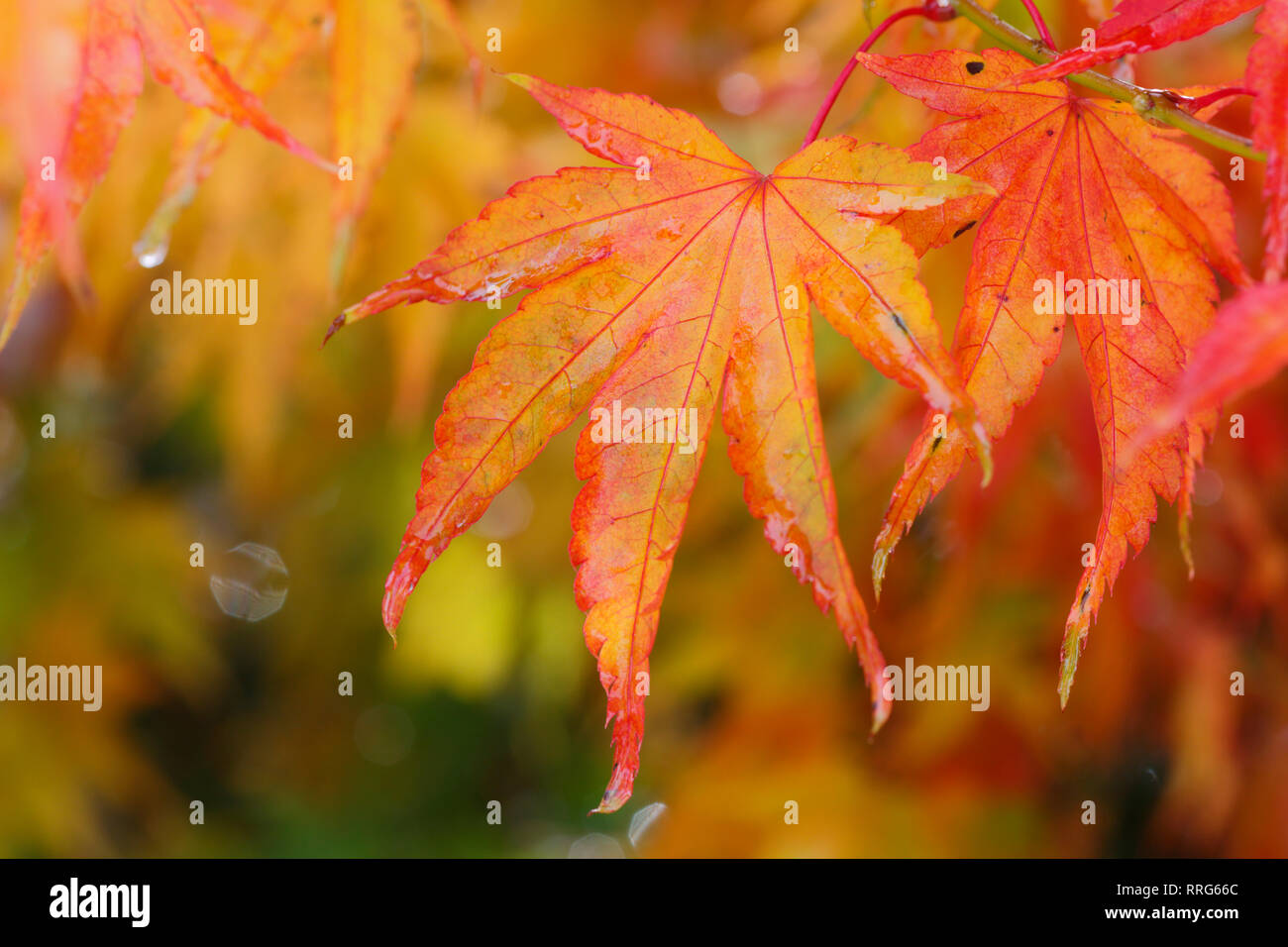 La botanica, foglie di autunno di un albero di acero, Additional-Rights-Clearance-Info-Not-Available Foto Stock