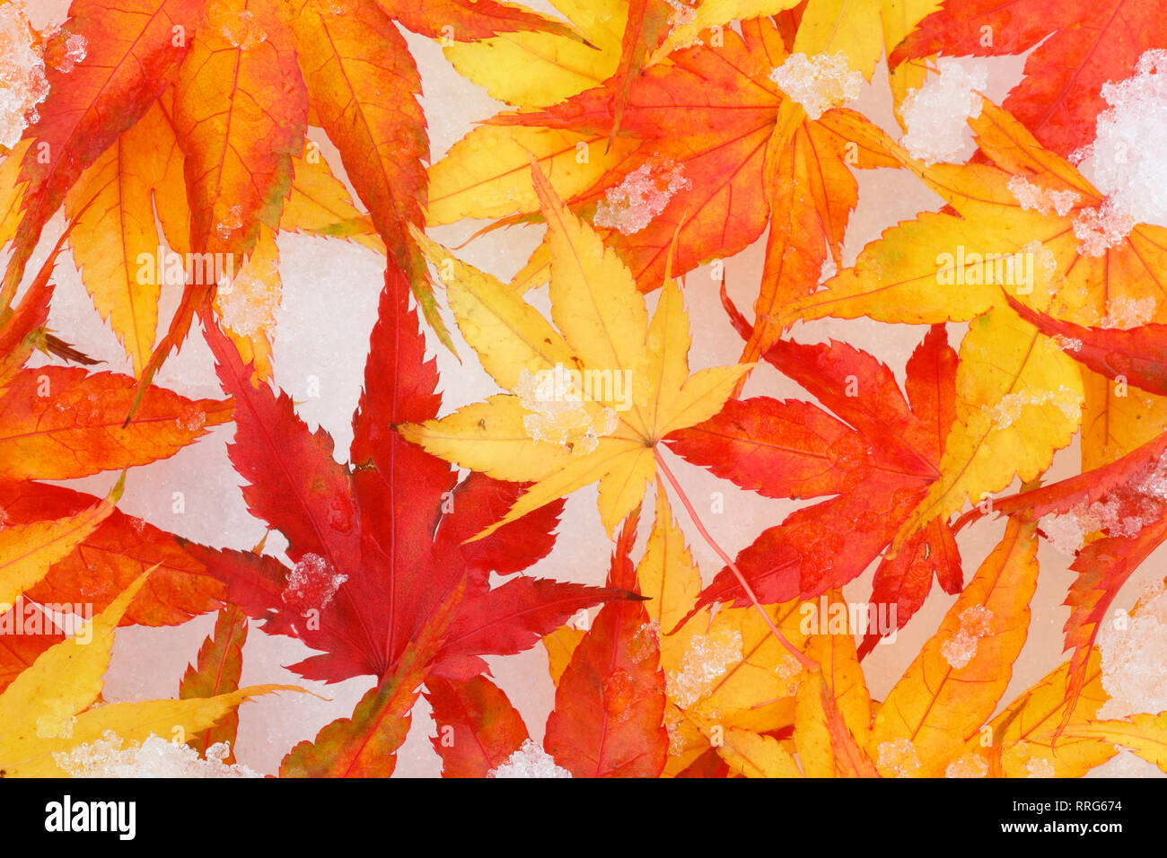 La botanica, foglie di autunno di un albero di acero, Additional-Rights-Clearance-Info-Not-Available Foto Stock