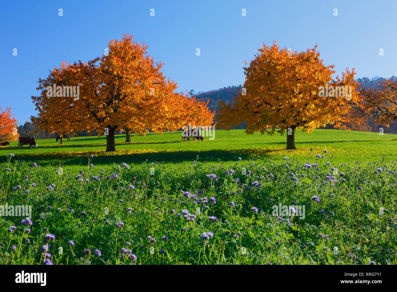 La botanica, ciliegi in autunno, Prunus avium, paese di Basilea, Svizzera, Additional-Rights-Clearance-Info-Not-Available Foto Stock