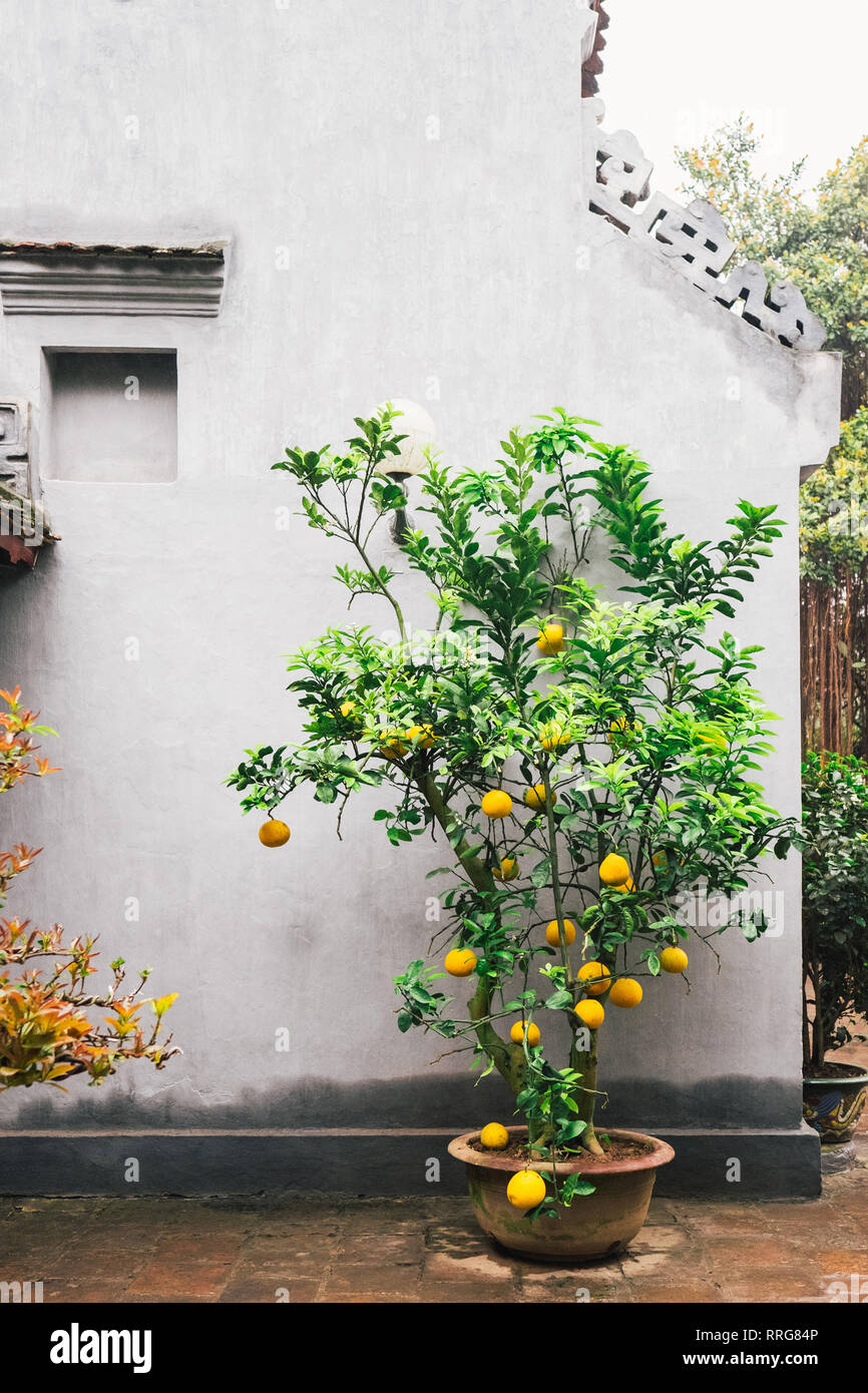Lemon Tree contro la parete Foto Stock