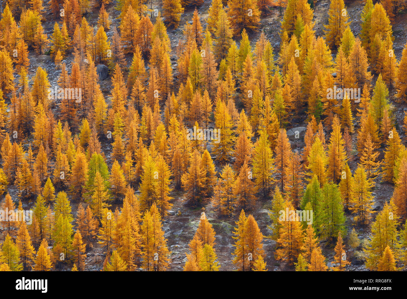 La botanica, la foresta di conifere in autunno, Svizzera, Additional-Rights-Clearance-Info-Not-Available Foto Stock