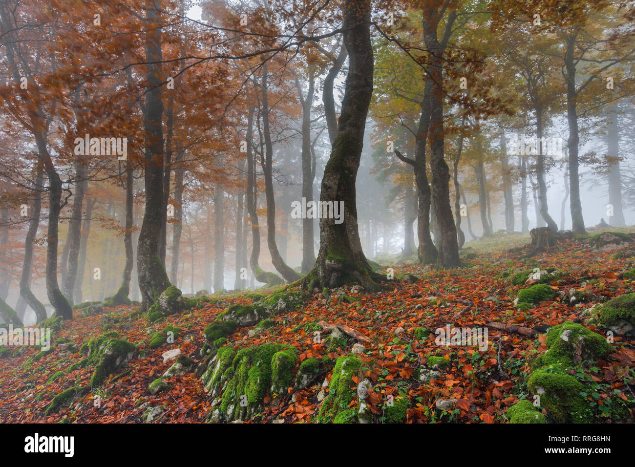 La botanica, foresta di faggio in autunno, Svizzera, Additional-Rights-Clearance-Info-Not-Available Foto Stock
