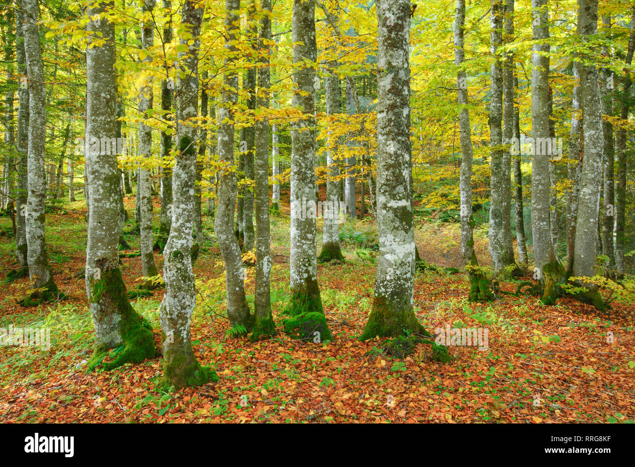 La botanica, foresta di faggio in autunno, Svizzera, No-Folded-Card-Use, paesi di lingua tedesca (D / A / CH), 01.05.2017 - 01.05.2020, Foto Stock