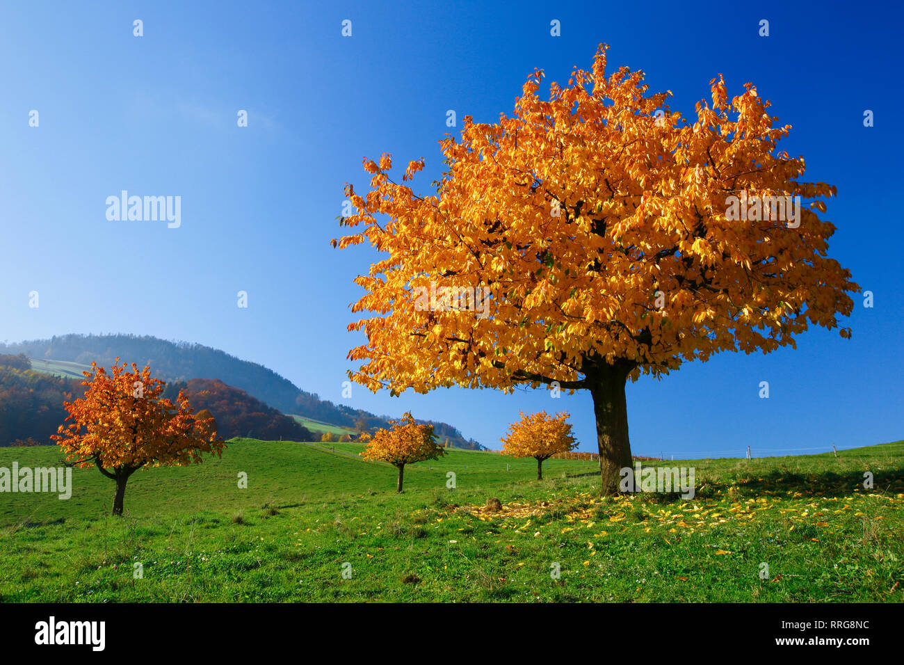 La botanica, ciliegio in autunno, Prunus avium, Svizzera, Additional-Rights-Clearance-Info-Not-Available Foto Stock