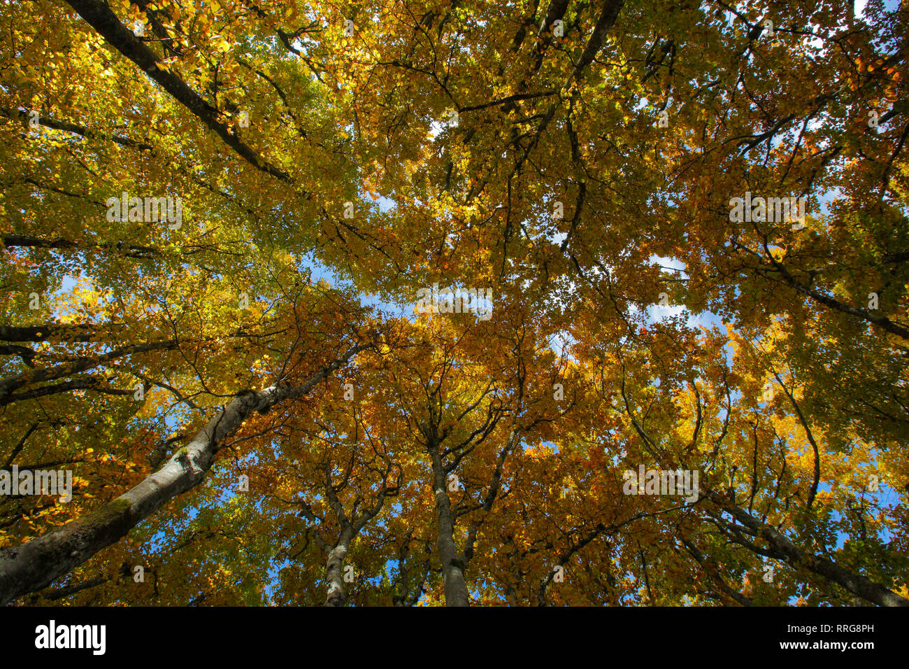 La botanica, foresta di faggio in autunno, Svizzera, Additional-Rights-Clearance-Info-Not-Available Foto Stock