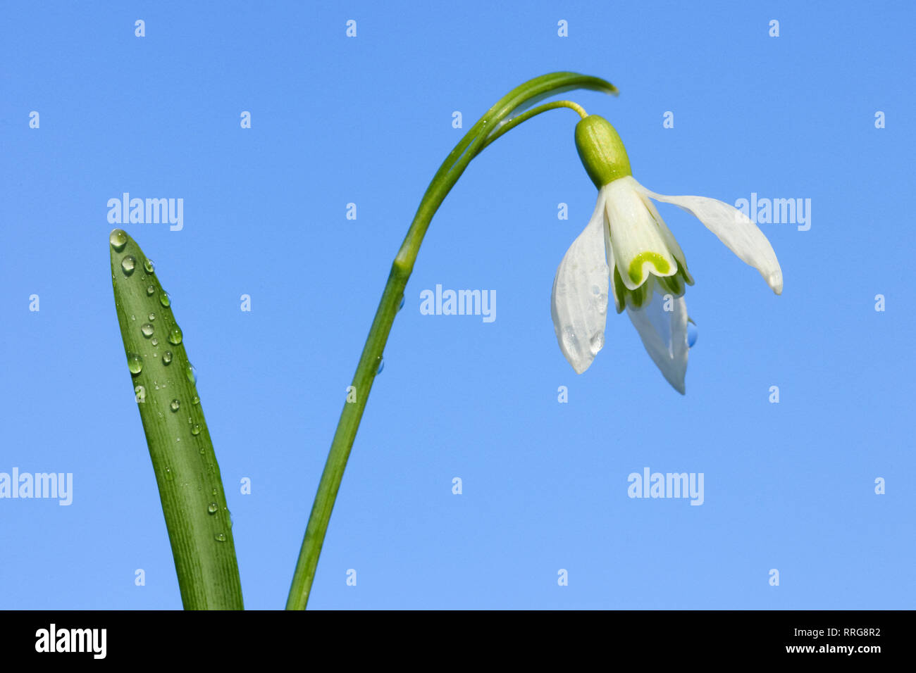 La botanica, snowdrop (Galanthus nivalis), Svizzera, Additional-Rights-Clearance-Info-Not-Available Foto Stock