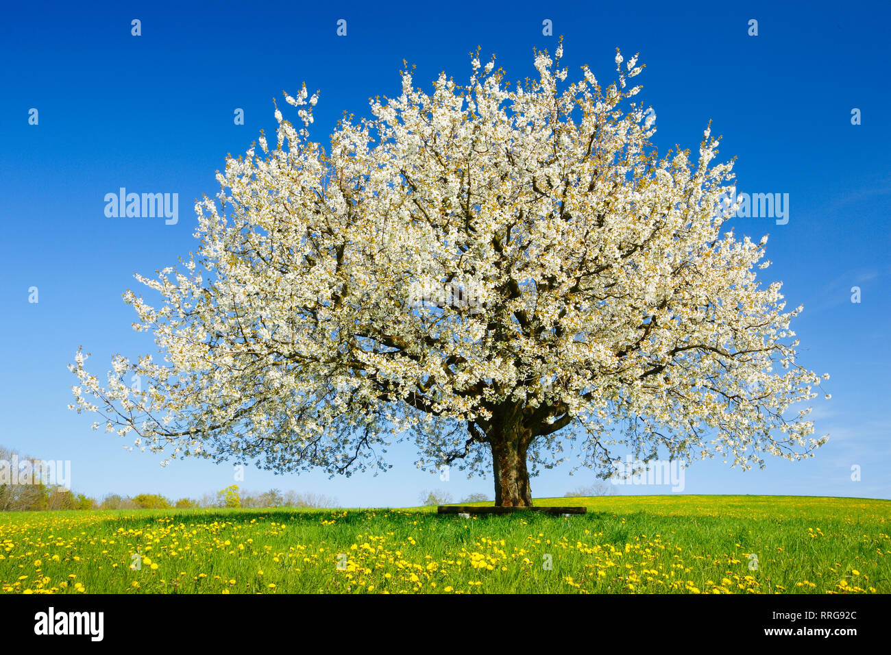 La botanica, Ciliegio (Prunus avium), in primavera, paese di Basilea, Svizzera, Additional-Rights-Clearance-Info-Not-Available Foto Stock