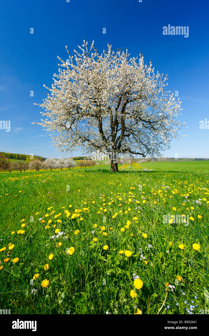 La botanica, Ciliegio (Prunus avium), in primavera, paese di Basilea, Svizzera, Additional-Rights-Clearance-Info-Not-Available Foto Stock