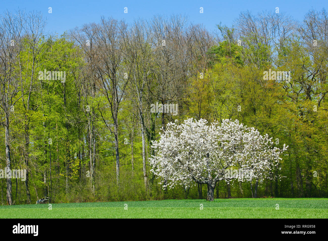 La botanica, Ciliegio (Prunus avium ), in primavera, paese di Basilea, Svizzera, Additional-Rights-Clearance-Info-Not-Available Foto Stock