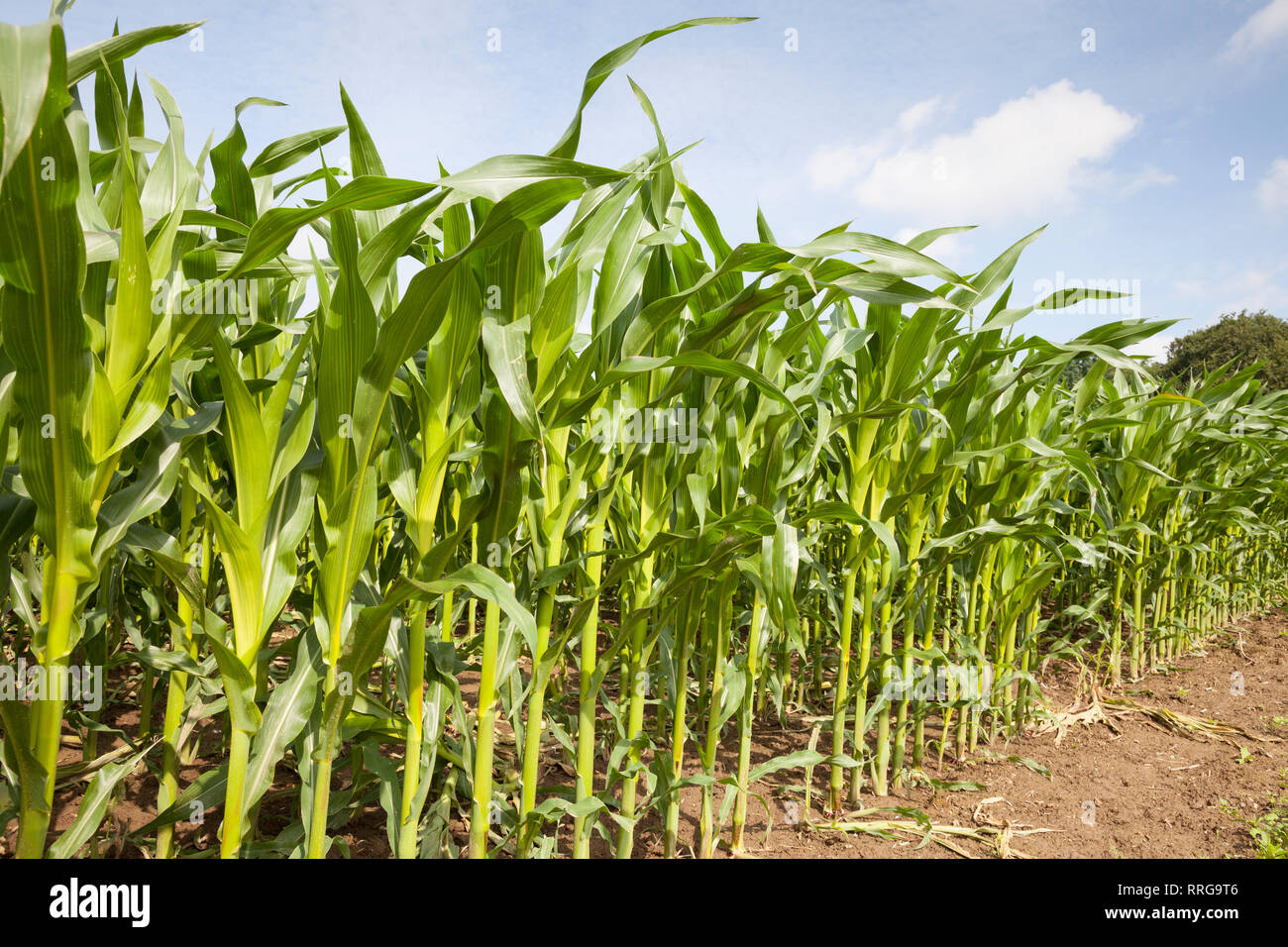 La botanica, mais (Zea mays), campo, Germania, Additional-Rights-Clearance-Info-Not-Available Foto Stock