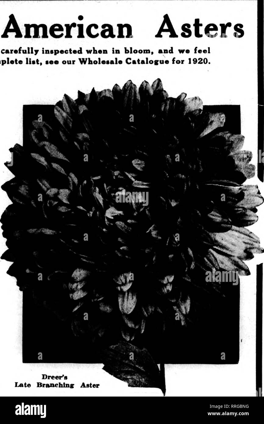 . Fioristi' review [microformati]. Floricoltura. Dreer's Late Brandling Aster Dreei superbo di ramificazione in ritardo Aestri Il flnest Aestri per la fine di agosto e settembre la fioritura. Le piante formano forti, cespugli di ramificazione, 2 alla 2^ piedi alto, cuscinetto su lunghi steli vigorosi la loro bella Chrysan- themum-come i fiori che, sotto la coltivazione ordinaria, aver- età 5 pollici attraverso. La forma dei fiori, topether con la lunghezza degli steli, li posiziona in corrispondenza della testa di astri per il taglio. Essi entrano in fiore da due a tre settimane dopo il tipo di media, essendo di solito al loro meglio durante il mese di settembre. Abbiamo offe una Foto Stock