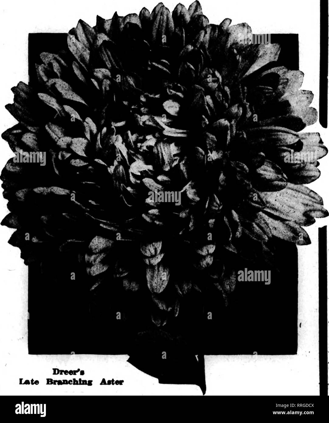 . Fioristi' review [microformati]. Floricoltura. Dreer del ritardo di ramificazione Ast&LT; AMtmrmum Aster HENRY Dreer le superbe tardi Branchinar Aestri migliori Aestri per la fine di agosto e settembre la fioritura. Le piante formano forti, cespugli di ramificazione. 2 di ^4 piedi alto, cuscinetto su lunghi steli vigorosi la loro bella Chrysan- themum-come i fiori che, sotto la coltivazione ordinaria, aver- età 5 pollici attraverso. La forma dei fiori, insieme con la lunghezza degli steli, li posiziona in corrispondenza della testa di astri per il taglio. Essi entrano in fiore da due a tre settimane dopo il tipo di media, essendo di solito al loro migliore d Foto Stock