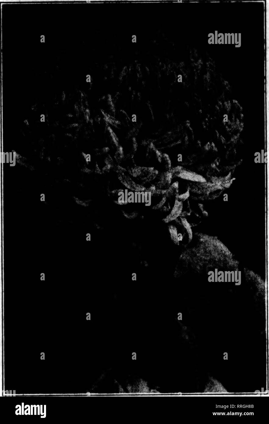 . Fioristi' review [microformati]. Floricoltura. ? R^i'W-'.'' Marzo 18, 1920 i fioristi' Riesaminare 163 mm. Crisantemo progressi nuove mamme è arrivato il momento di pensare a ciò che hai bisogno di nuove mamme per reclutare la tua raccolta, in modo da coprire tutta la stagione in vari colori. Questi quattro hew rosa varietà vi permetterà di iniziare il taglio rosa come presto come gli altri colori, e per tagliare in continuo che è importante. Ottenere un paio di ogni varietà abbastanza presto per prendere un taglio o due da ciascun impianto e ridurre il primo costo. Cominciamo la consegna per inizio marzo. $4.00 al doz., $25.00 per lOO HARBINGER-Un e Foto Stock
